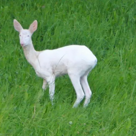 Traeumli Apartamento *