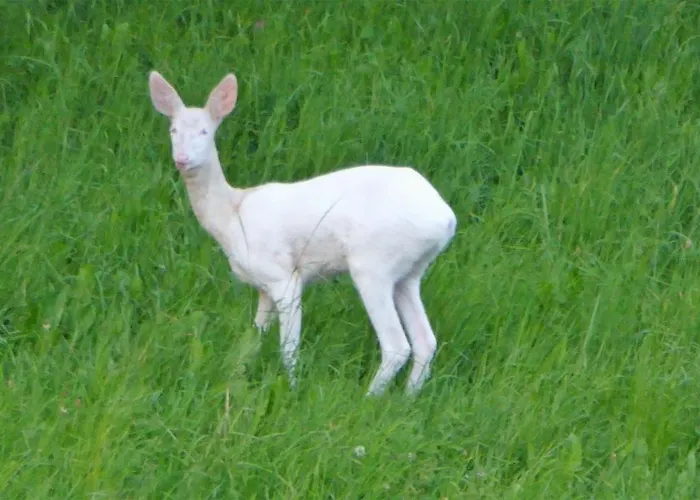 Traeumli Lejlighed *